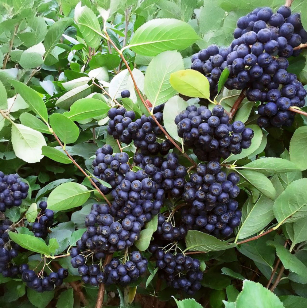 Арония Черная Жемчужина