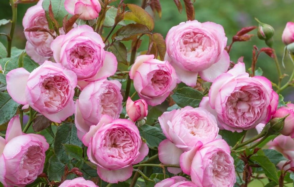 Зе Милл Он Зе Флосс (The Mill On The Floss)