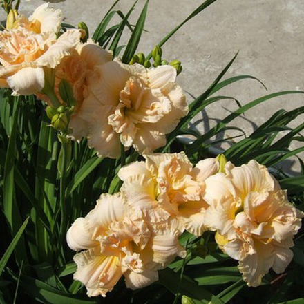 Лилейник гибридный Боул оф Крим С2