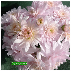 Хризантема одноголовая Calabria Deep Pink ☘ о.  (отгрузка Август)