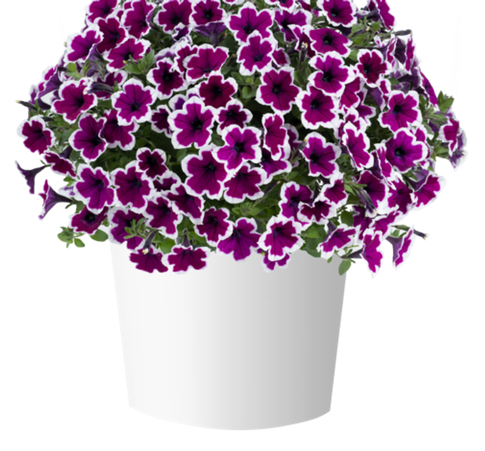 Петуния Capella Rim Raspberry