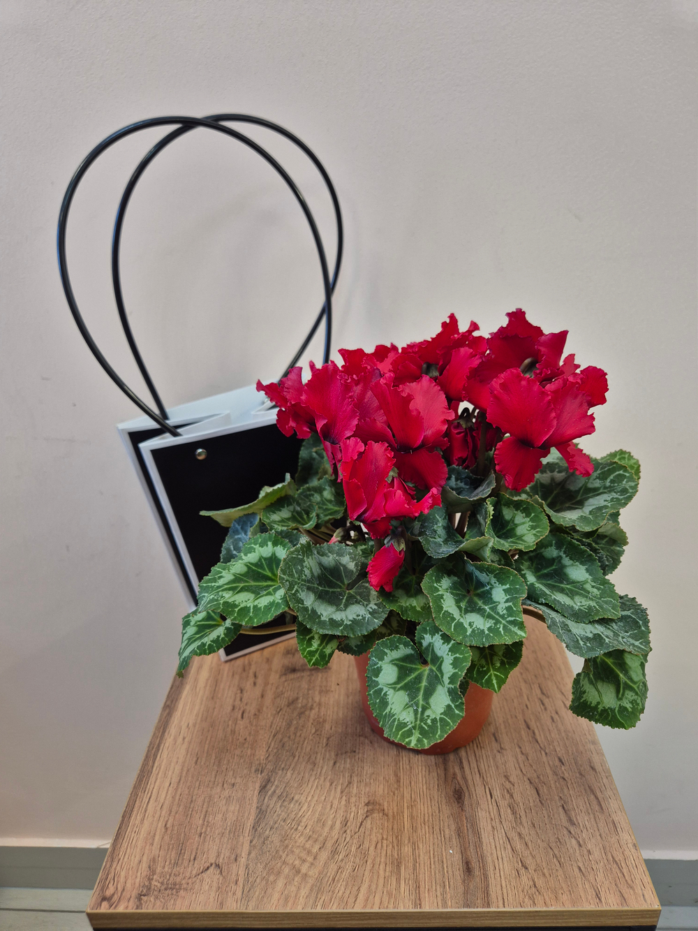 Цикламен Персидский в ассортименте