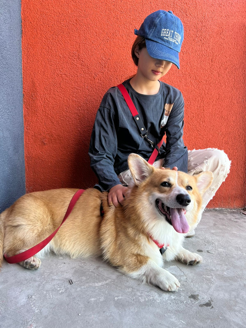 Шлейка для собак, Биотан, 25 мм , L размер ,средние и крупные породы, красный и черный