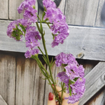 Статица искусственная фиолетовая