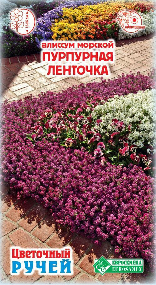 Алиссум морской Пурпурная ленточка