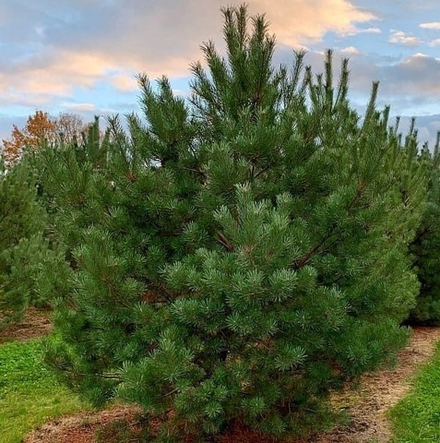 Сосна обыкновенная стриженная