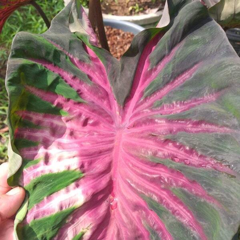 Колоказия PANA ASMALA