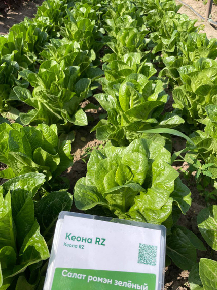 Кеона семена салата ромэн Rijk Zwaan-Райк Цваан купить оптом – фото 7