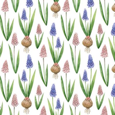 Мускари с луковицами