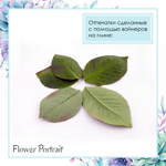 Роза листья