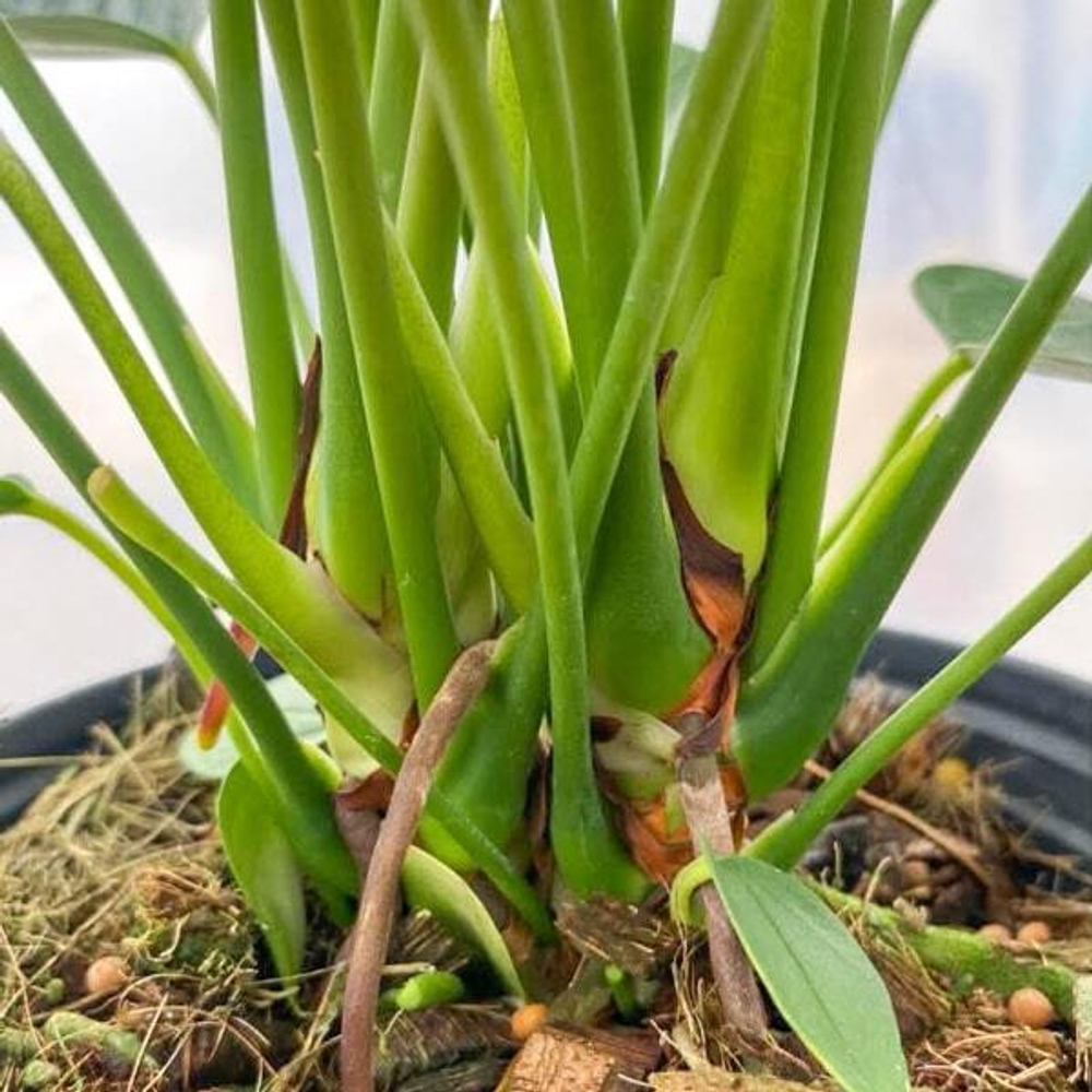 Антуриум Андре LIVIUM RUBY (H75)