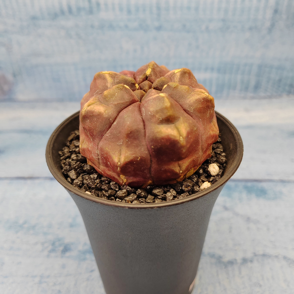 Gymnocalycium Daydream (Гимнокалициум)