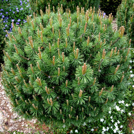 Сосна черная Глобоза С10 Ра60-100