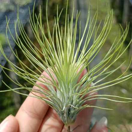 Тилландсия Funky One (andreana x funckiana) S