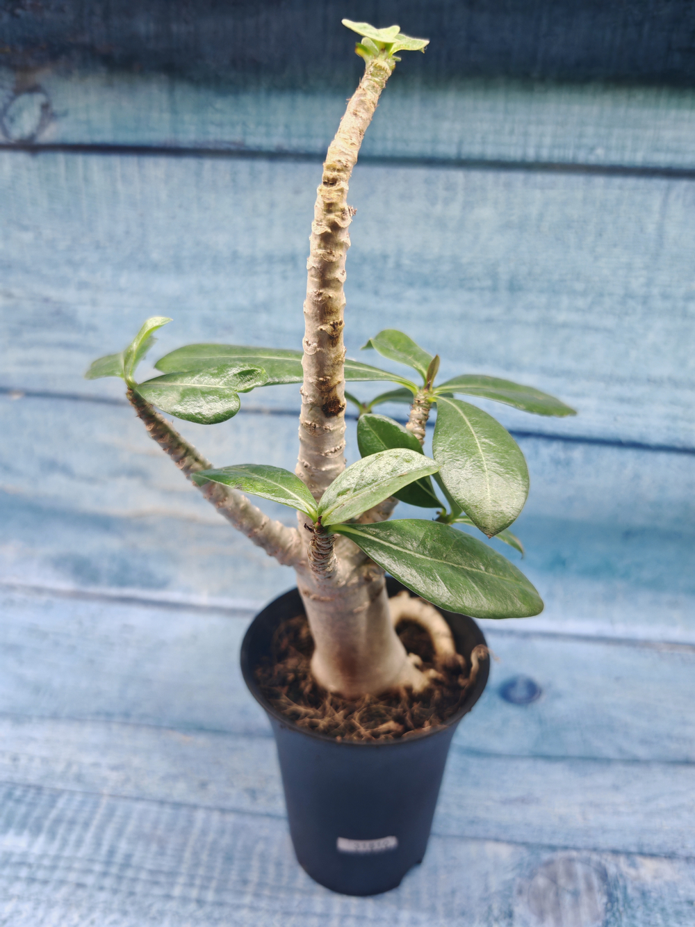 Adenium Baobab (Адениум)