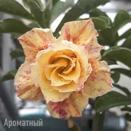 Адениум 1051-THE BEAST 2