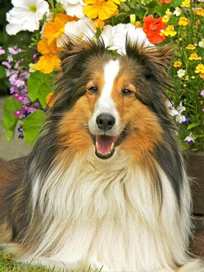 Картина по номерам 40х50см. "Колли и цветы" ( Арт. ХК-8008)