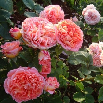 Пур Ламур Дюн Шато (Pour L'amour D'un Chateau)