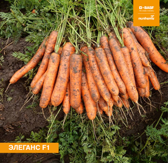 Элеганс F1 семена моркови нантской (Nunhems / Нюнемс)
