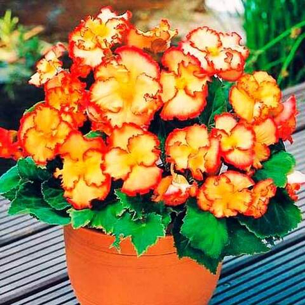 Бегония Криспа Маргината желто-красная