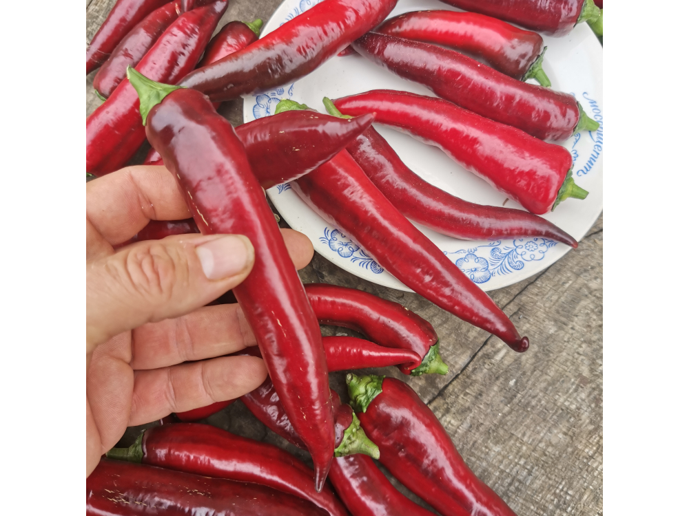 Перец сладкий Purple Marconi - Маркони Фиолетовый