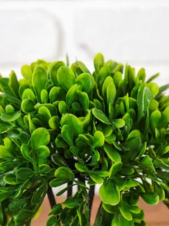 Бонсай в горшке "Листья фикуса" 11х21 см