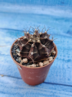 Gymnocalycium Friedrichii (Гимнокалициум)