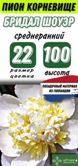 Пион Корневище, Бридал Шоуэр, 3+ почек, 1шт
