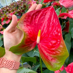 Антуриум Андре RED GREEN