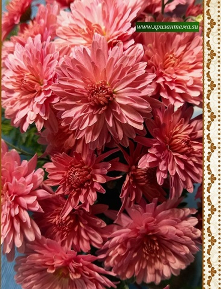 Хризантема мультифлора Bransky Peach м.52 /поставка весна 2026г/