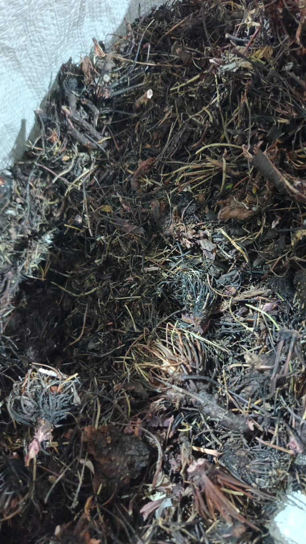 Родиола четыречленная (Красная щётка)