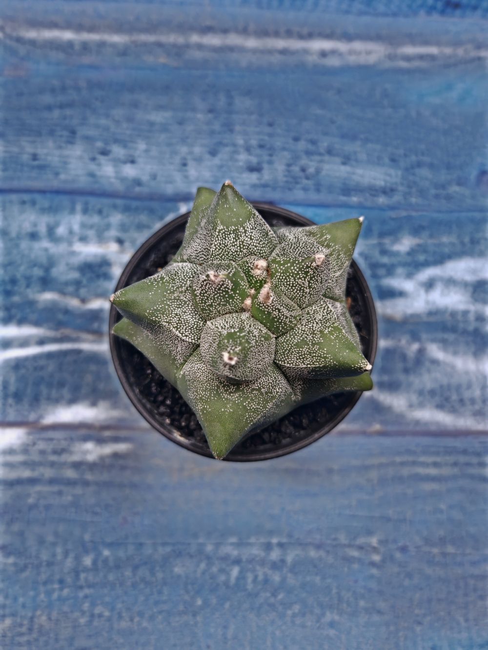 Astrophytum Myriostigma monstrosa (Астрофитум)