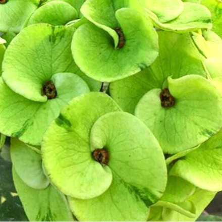 Эуфорбия Миля GRASSY