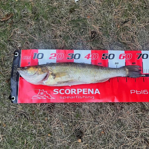 Линейка Scorpena для измерения улова