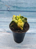 Astrophytum Myriostigma variagate (Астрофитум вариегатный)