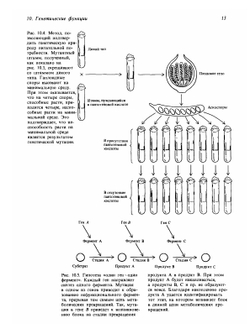 Современная генетика. Том 2 | Ф. Айала; Д. Кайгер