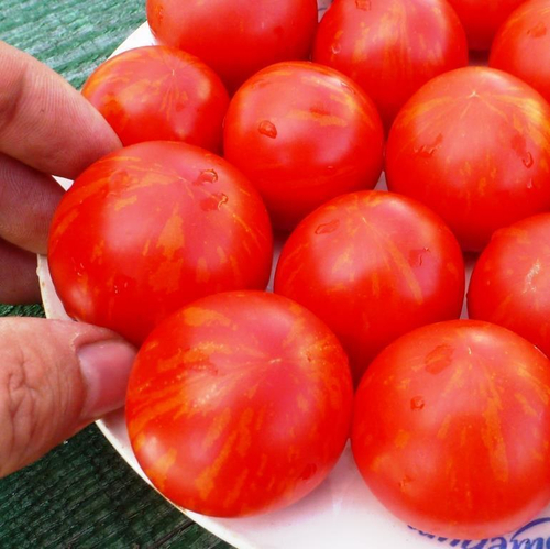 Помидоры - Norwood Meiners - Норвуд Майнерс