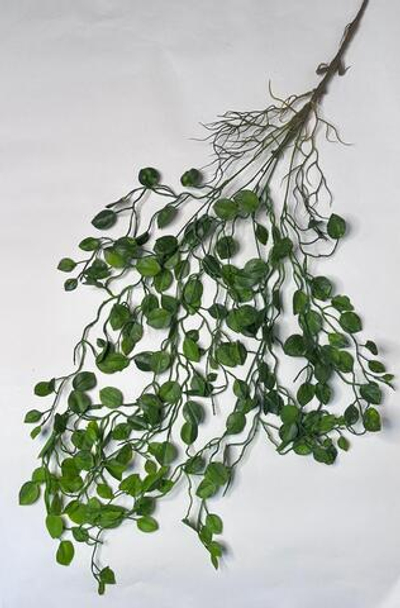 Болотный плющ