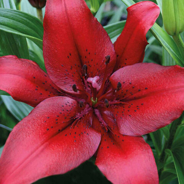 Лилия Ориджинал Лов