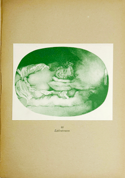 Альбом репродукций картин Константина Сомова на немецком языке. BERLIN, Изд. Ю. Барда,1922 г.