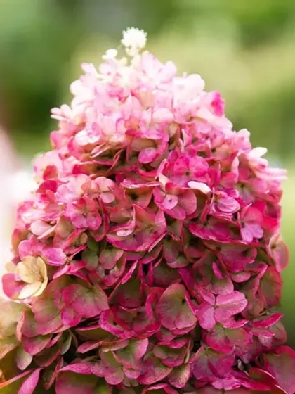 Гортензия метельчатая Пинки Промис