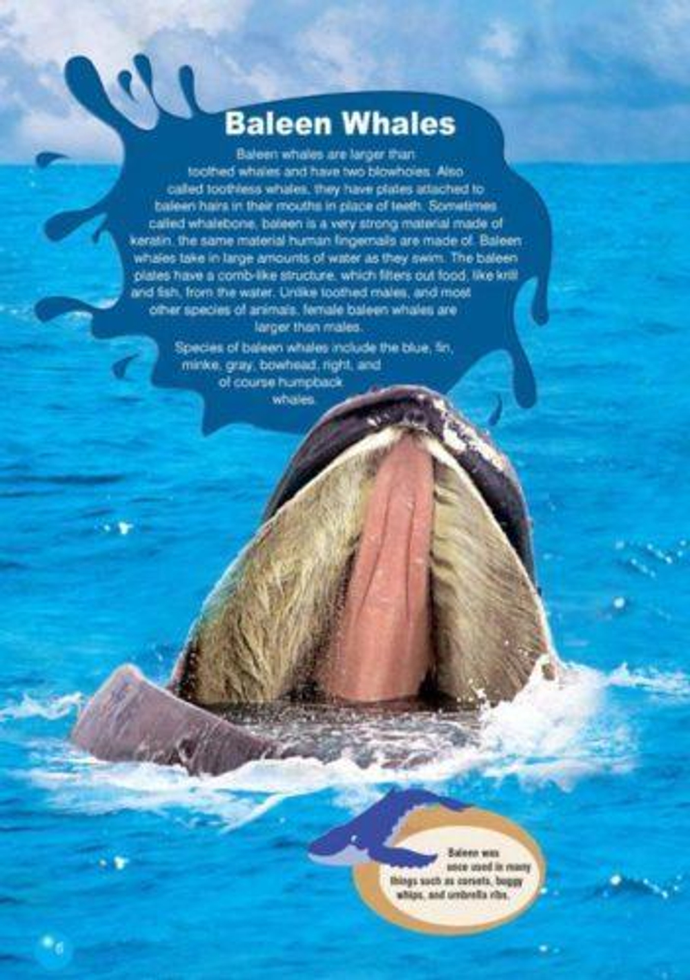 The Humpback Whale. Reader . Книга для чтения