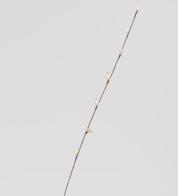 TR 414 Ветка жасмина