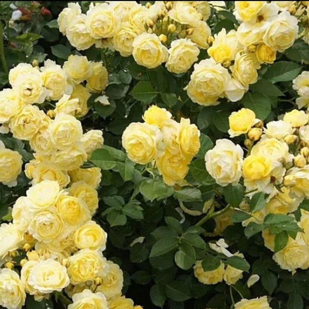 Голден Бордер (Golden Border)