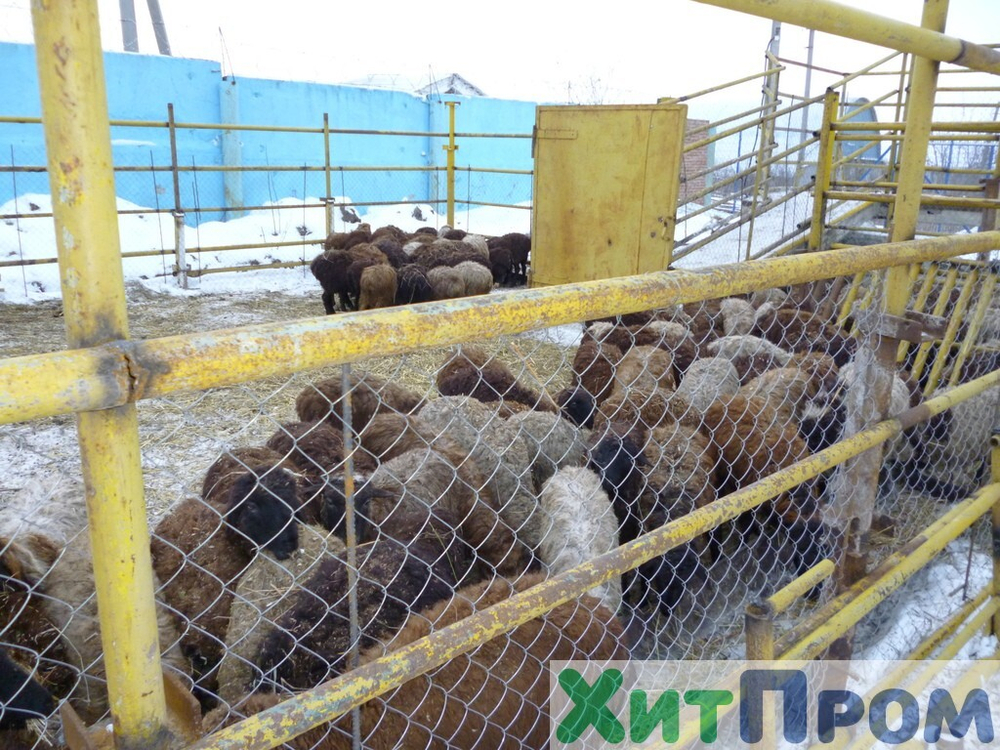 Комплекс убоя и переработки КРС до 20 голов/смена и МРС до 200 голов/смена. р. Татарстан