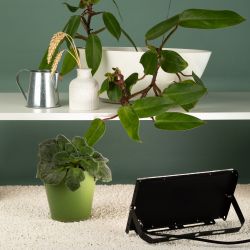 Фитопрожектор для растений светодиодный ЭРА FITO-80W-Ra90-LED-Y полного спектра | Фито прожекторы