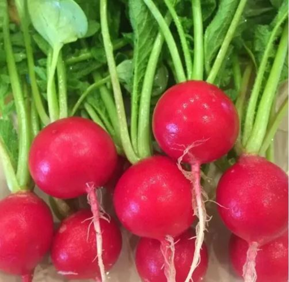 Редис Черриэт F1 / CHERRIET F1 Sakata 2 гр.