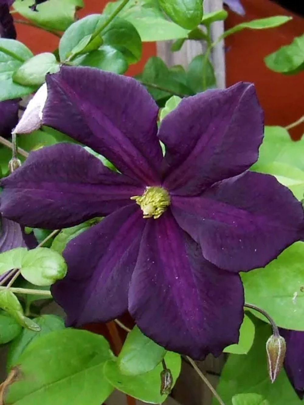 Клематис Romantika (Романтика) Стандарт поставки Р9