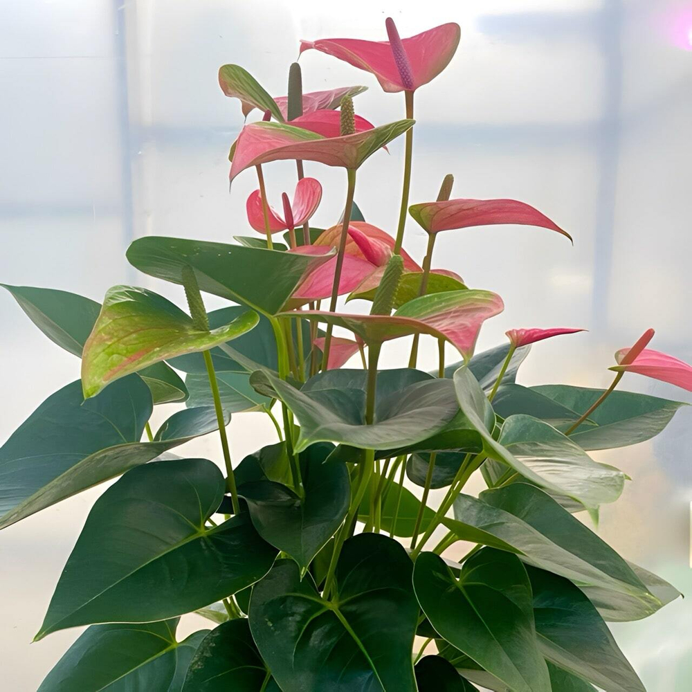 Антуриум Андрэ ROYAL PINK CHAMP