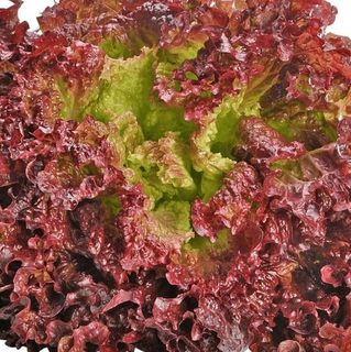 Салат Тиара  1000  (семян)